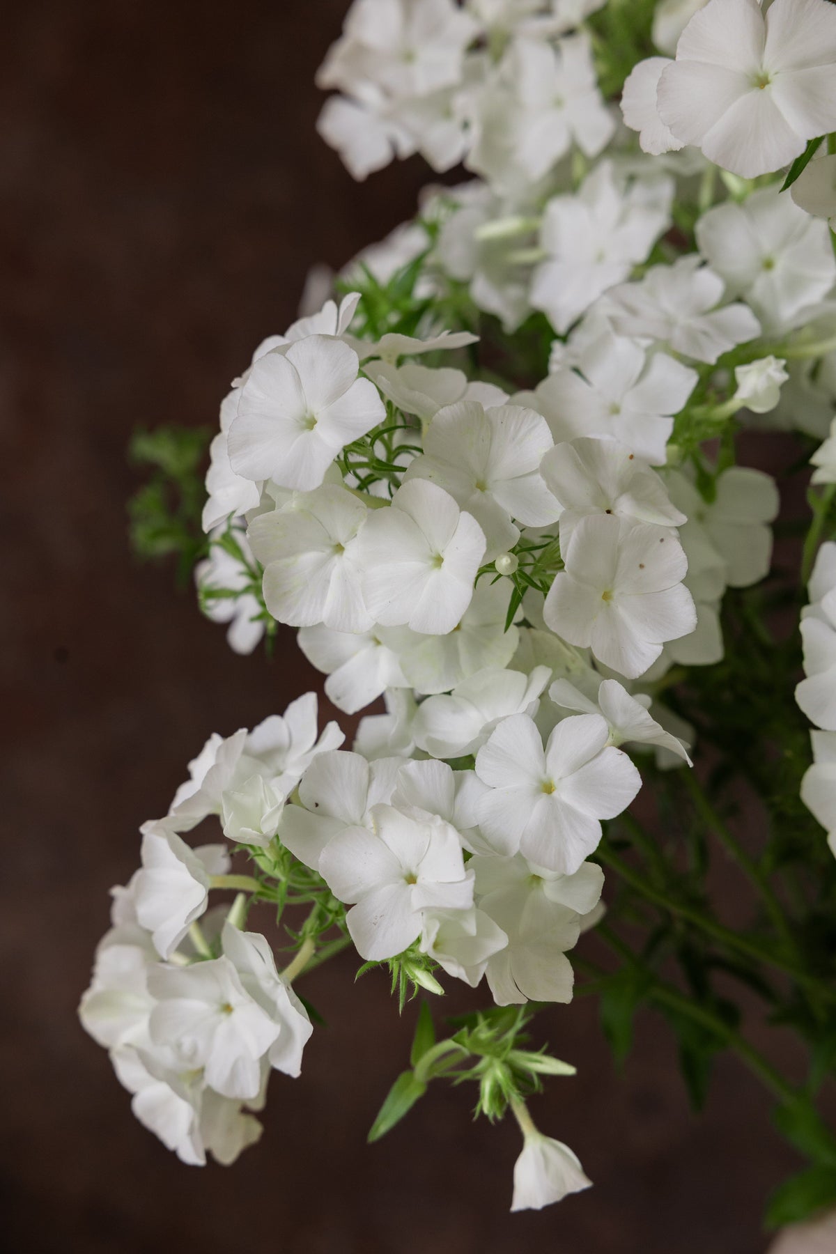 Sommerfloks 'Alba' Seed 