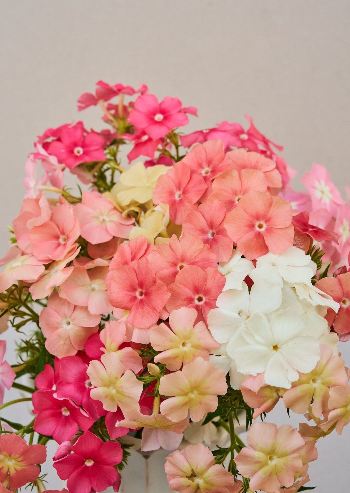 Sommerfloks 'Beauty Coral Reef' (ligner Phlox of Sheep), er fra Sahin/muller Seed 