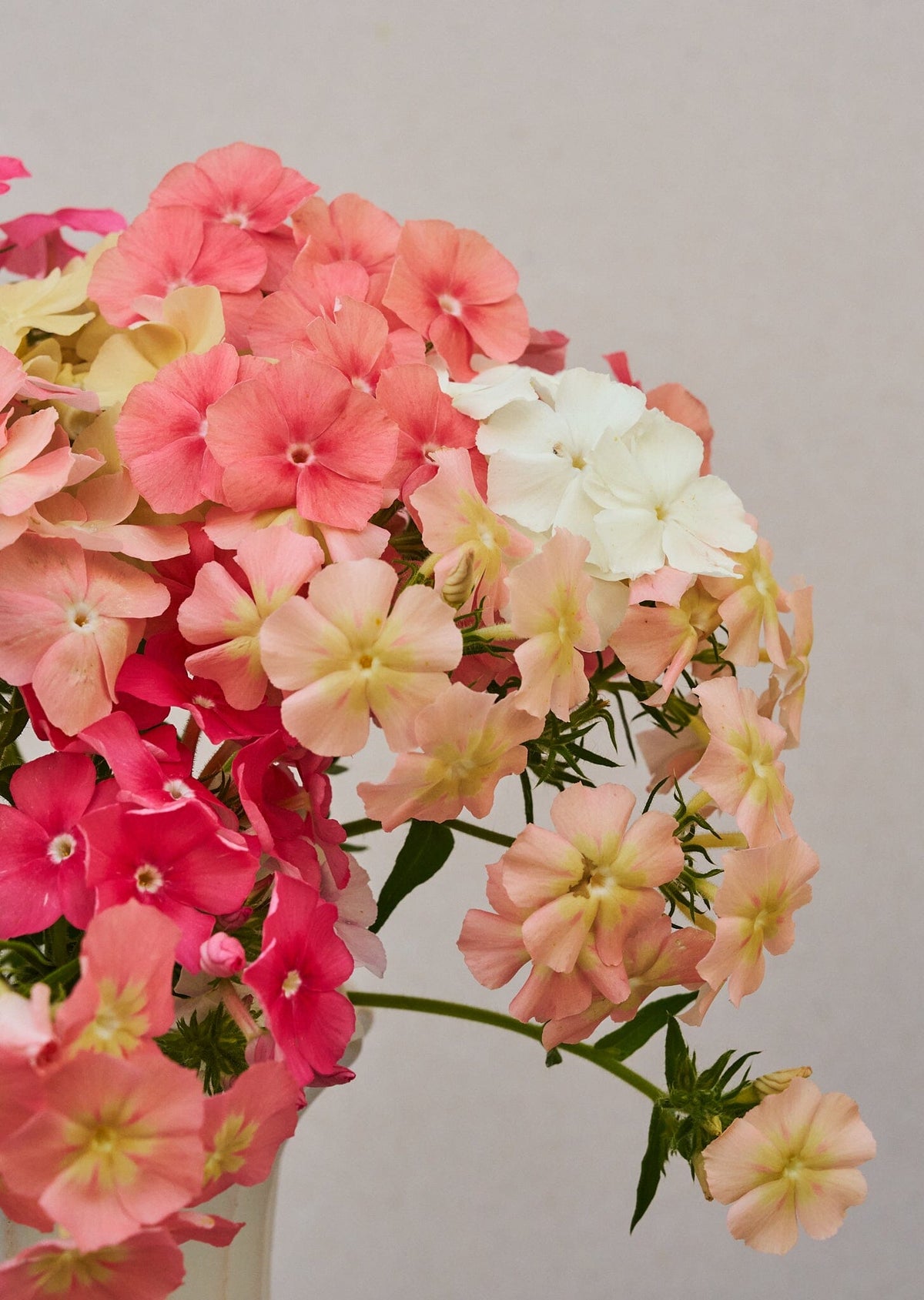 Sommerfloks 'Beauty Coral Reef' (ligner Phlox of Sheep), er fra Sahin/muller Seed 