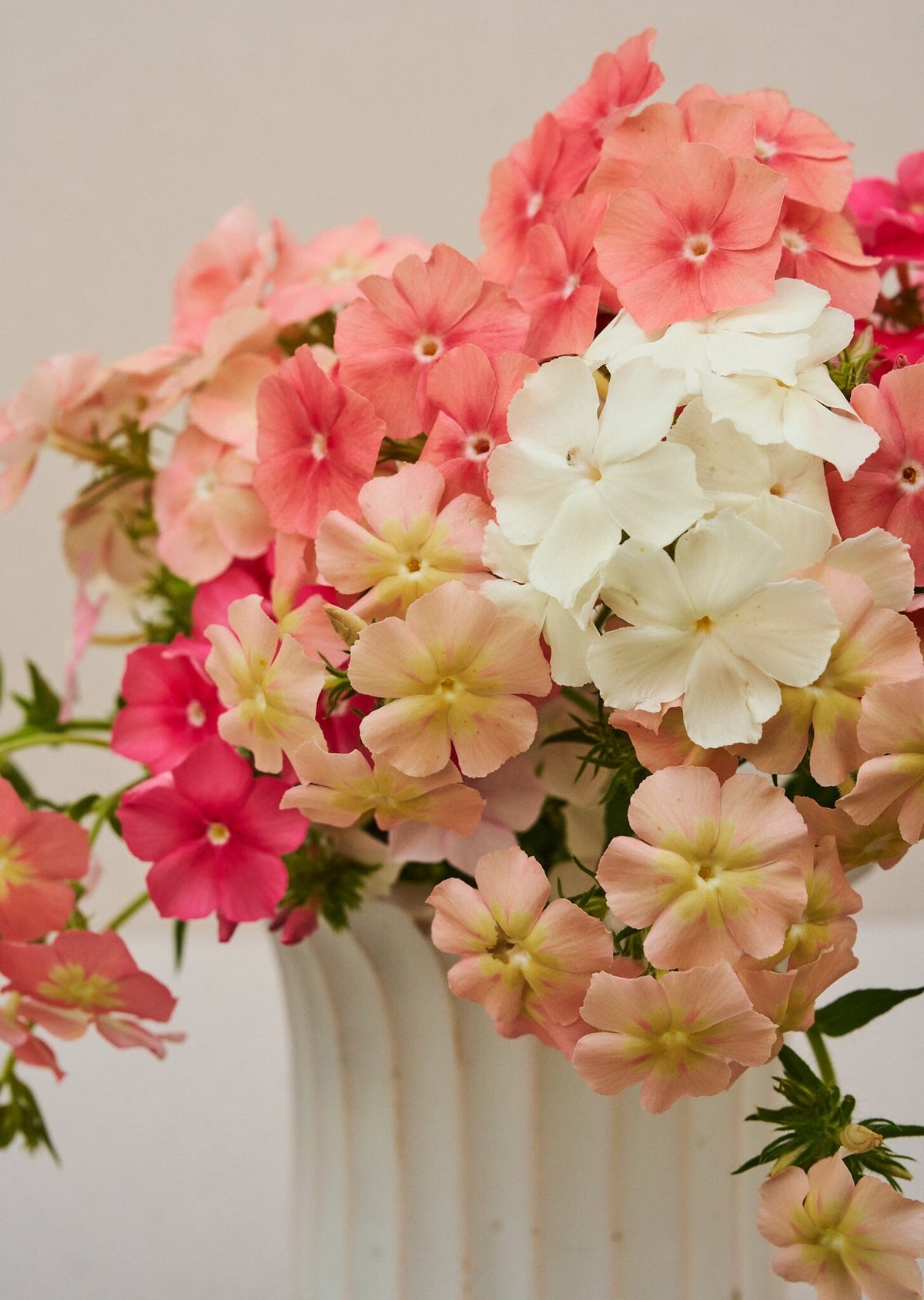Sommerfloks 'Beauty Coral Reef' (ligner Phlox of Sheep), er fra Sahin/muller Seed 