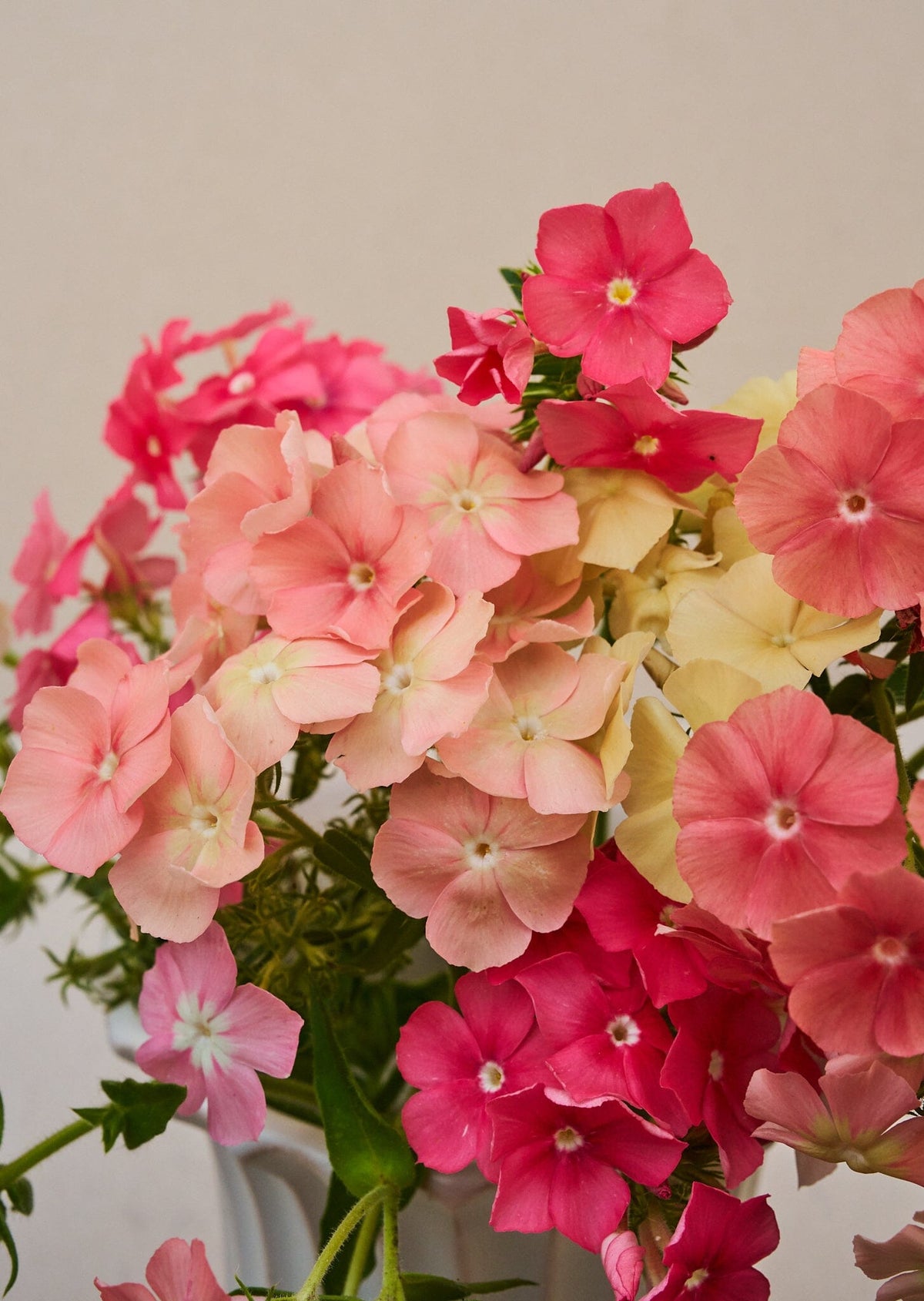 Sommerfloks 'Beauty Coral Reef' (ligner Phlox of Sheep), er fra Sahin/muller Seed 