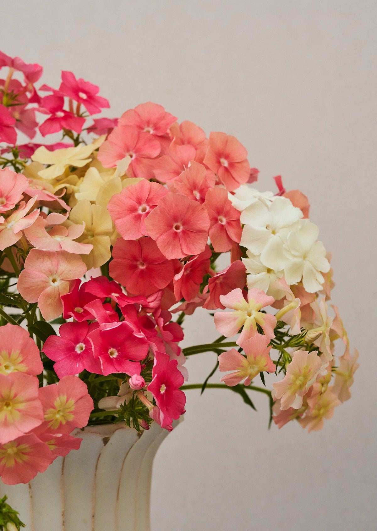 Sommerfloks 'Beauty Coral Reef' (ligner Phlox of Sheep), er fra Sahin/muller Seed 