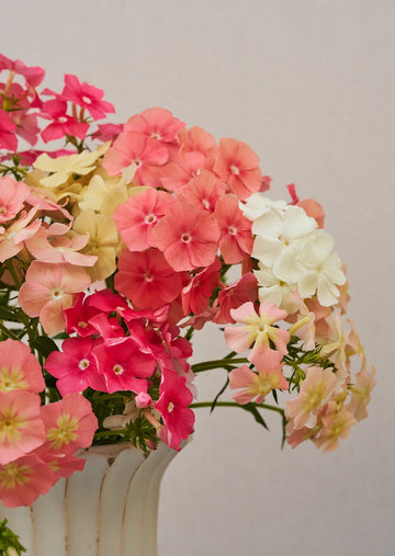 Sommerfloks 'Beauty Coral Reef' (ligner Phlox of Sheep), er fra Sahin/muller Seed 