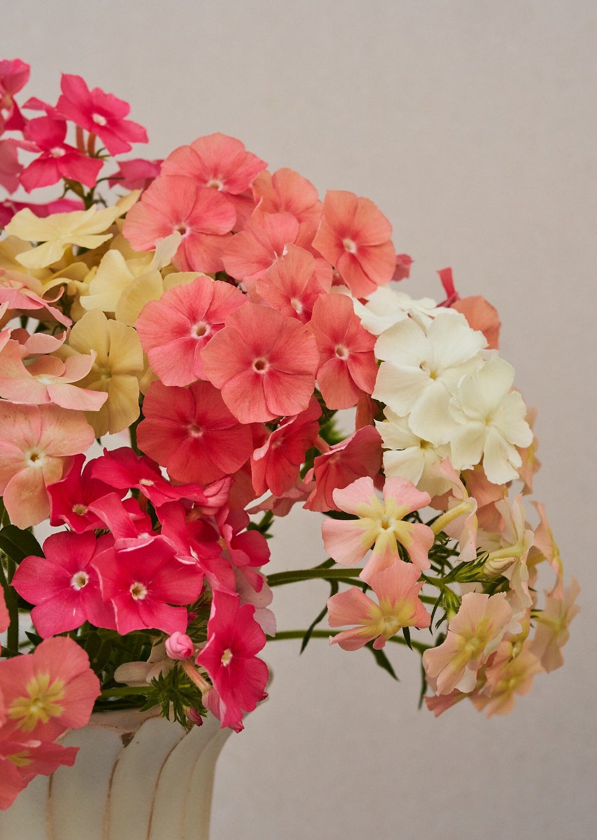 Sommerfloks 'Beauty Coral Reef' (ligner Phlox of Sheep), er fra Sahin/muller Seed 