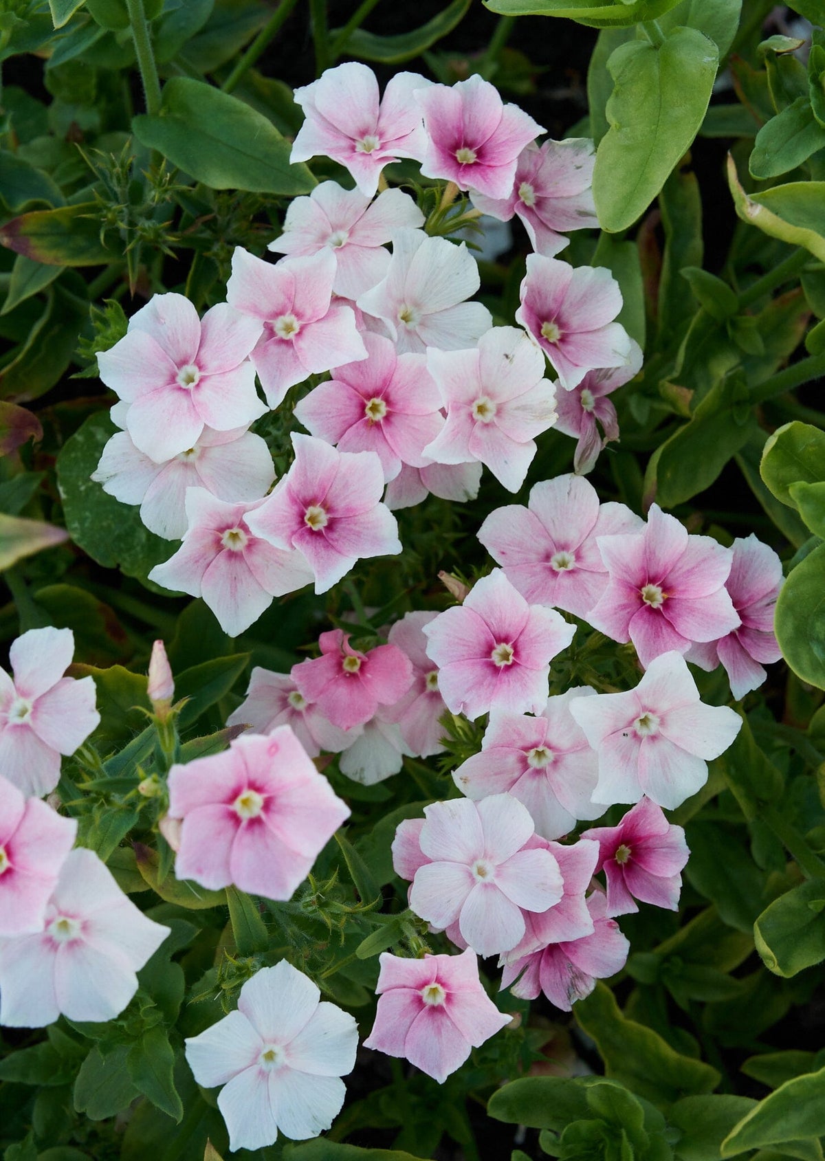 Sommerfloks 'Blushing Bride' Seed 