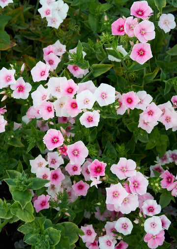 Sommerfloks 'Blushing Bride' Seed 