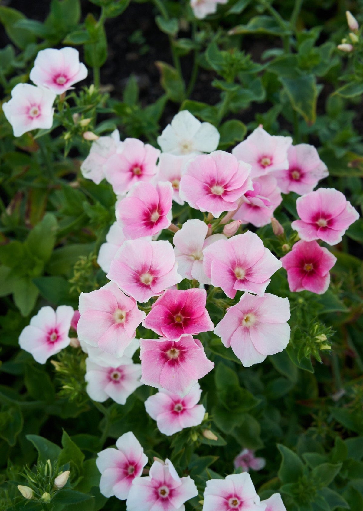 Sommerfloks 'Blushing Bride' Seed 