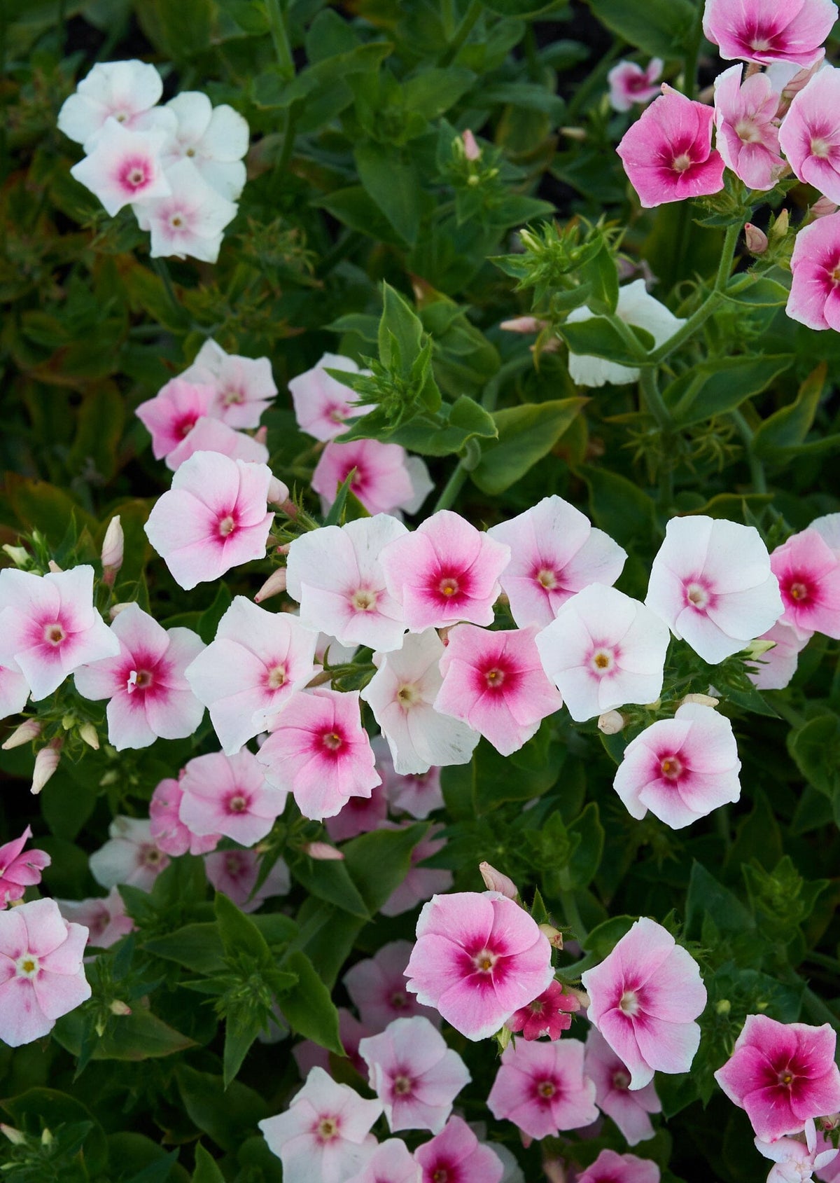Sommerfloks 'Blushing Bride' Seed 