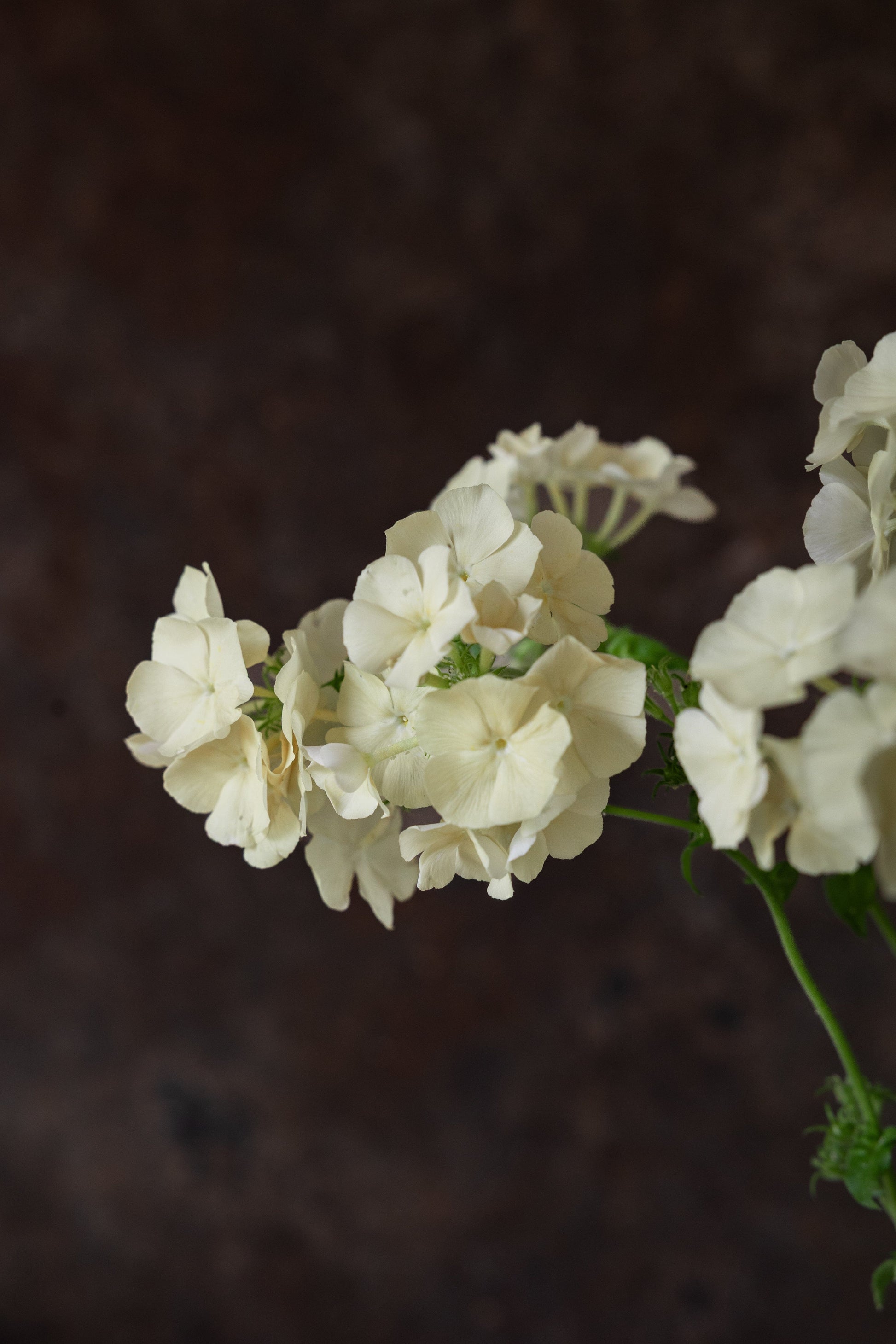Sommerfloks 'Isabellina' Seed 