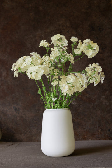 Sommerfloks 'Isabellina' Seed 