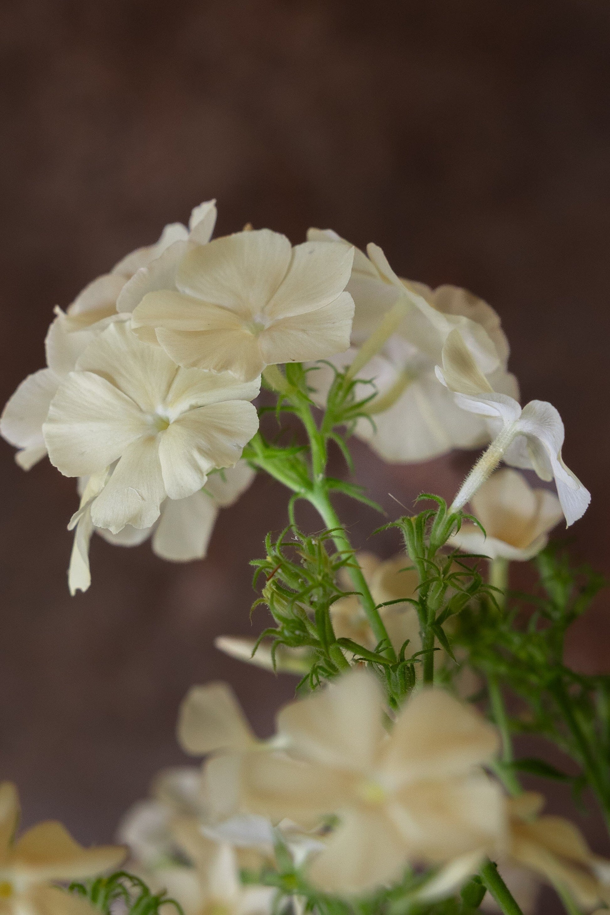 Sommerfloks 'Isabellina' Seed 