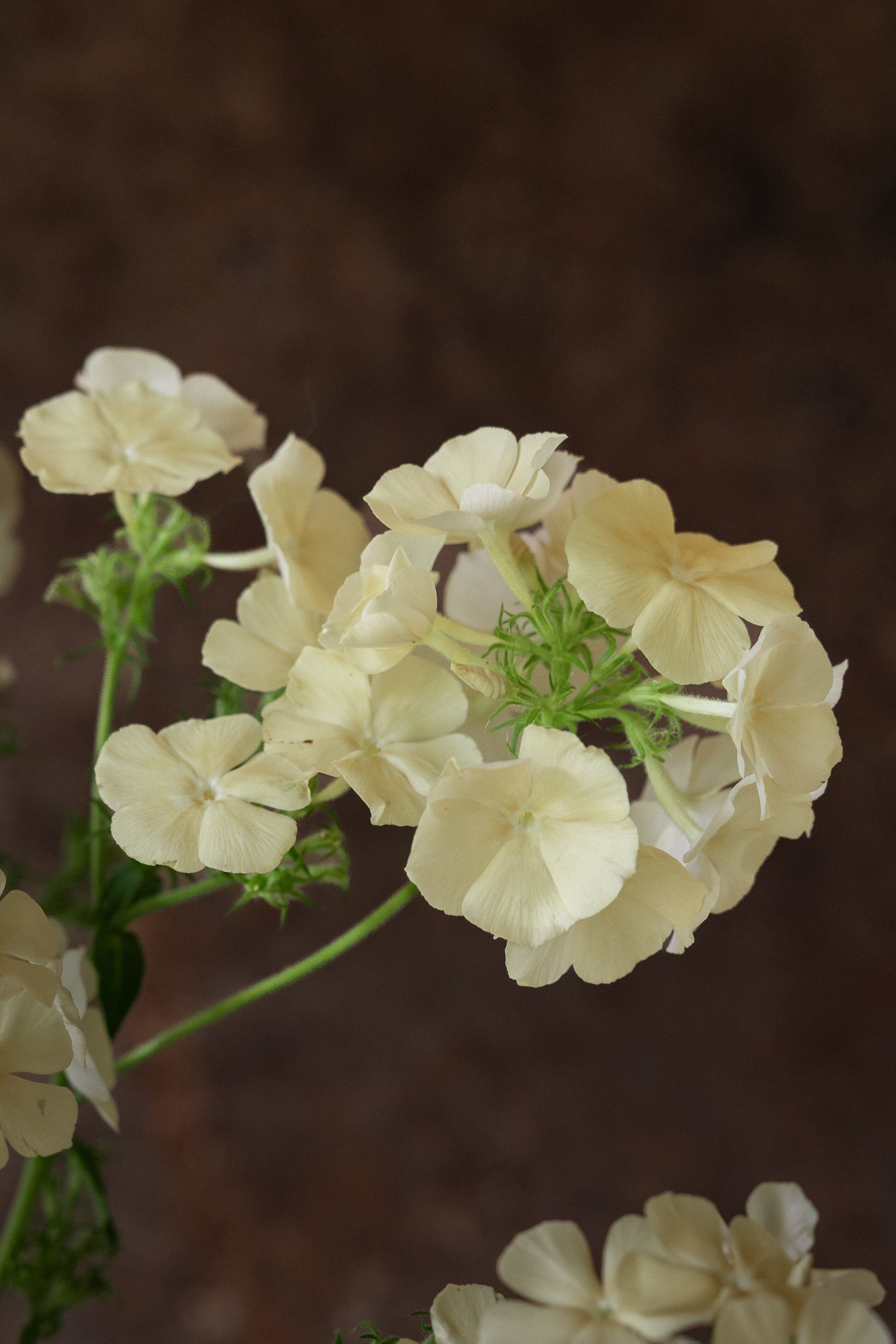 Sommerfloks 'Isabellina' Seed 