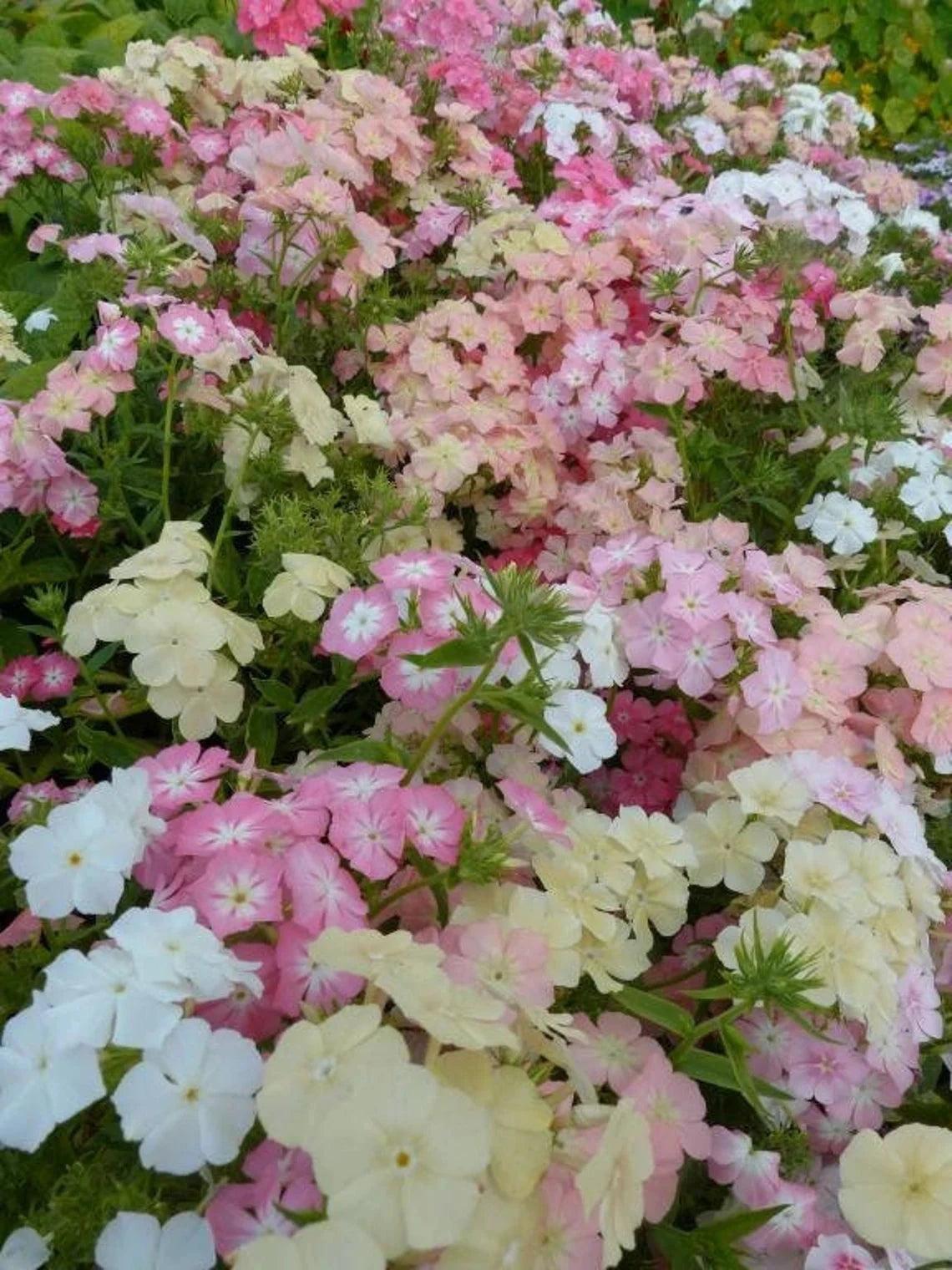 Sommerfloks 'Phlox of Sheep' Seed 