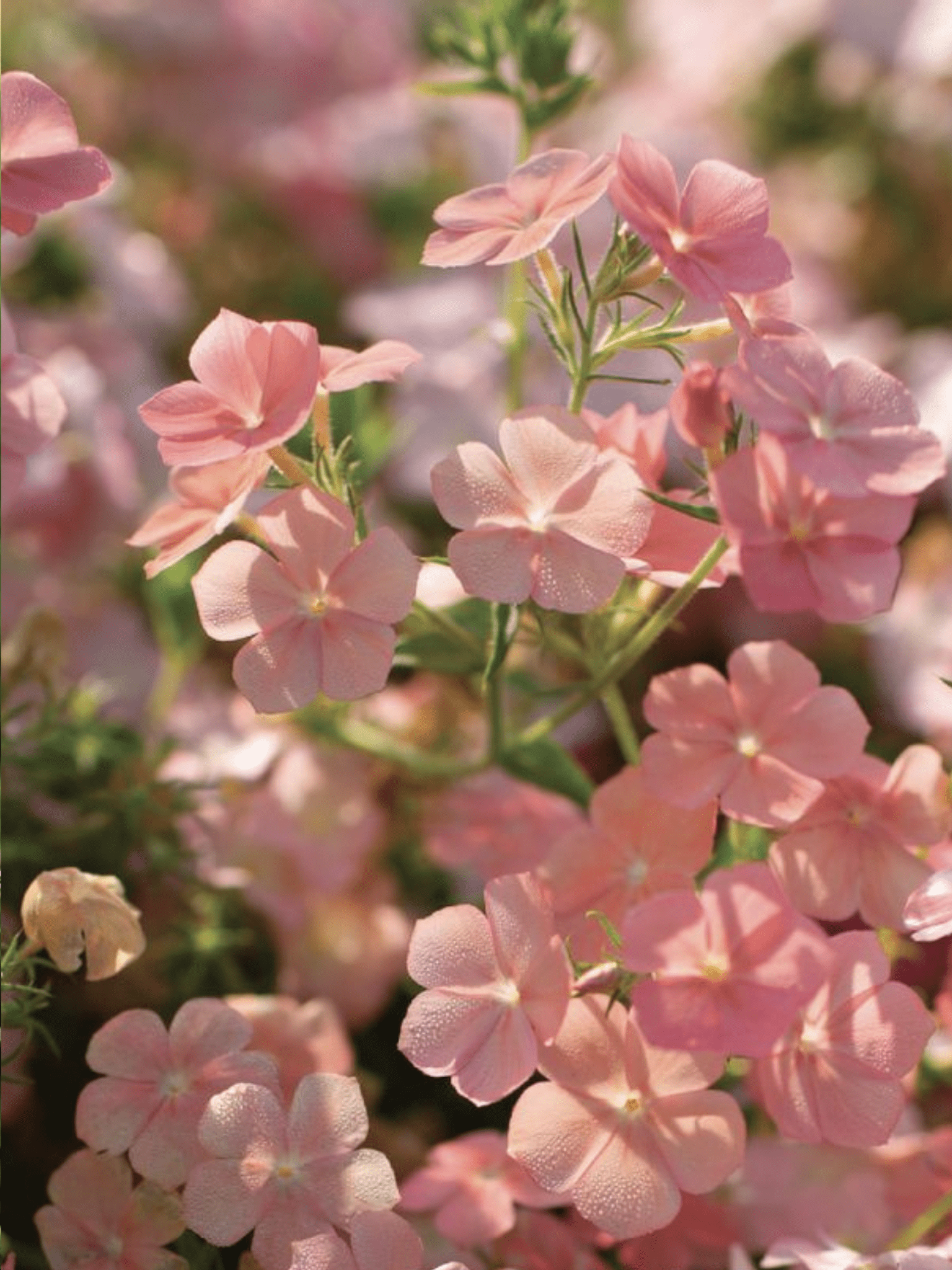 Sommerfloks 'Phlox of Sheep' Seed 