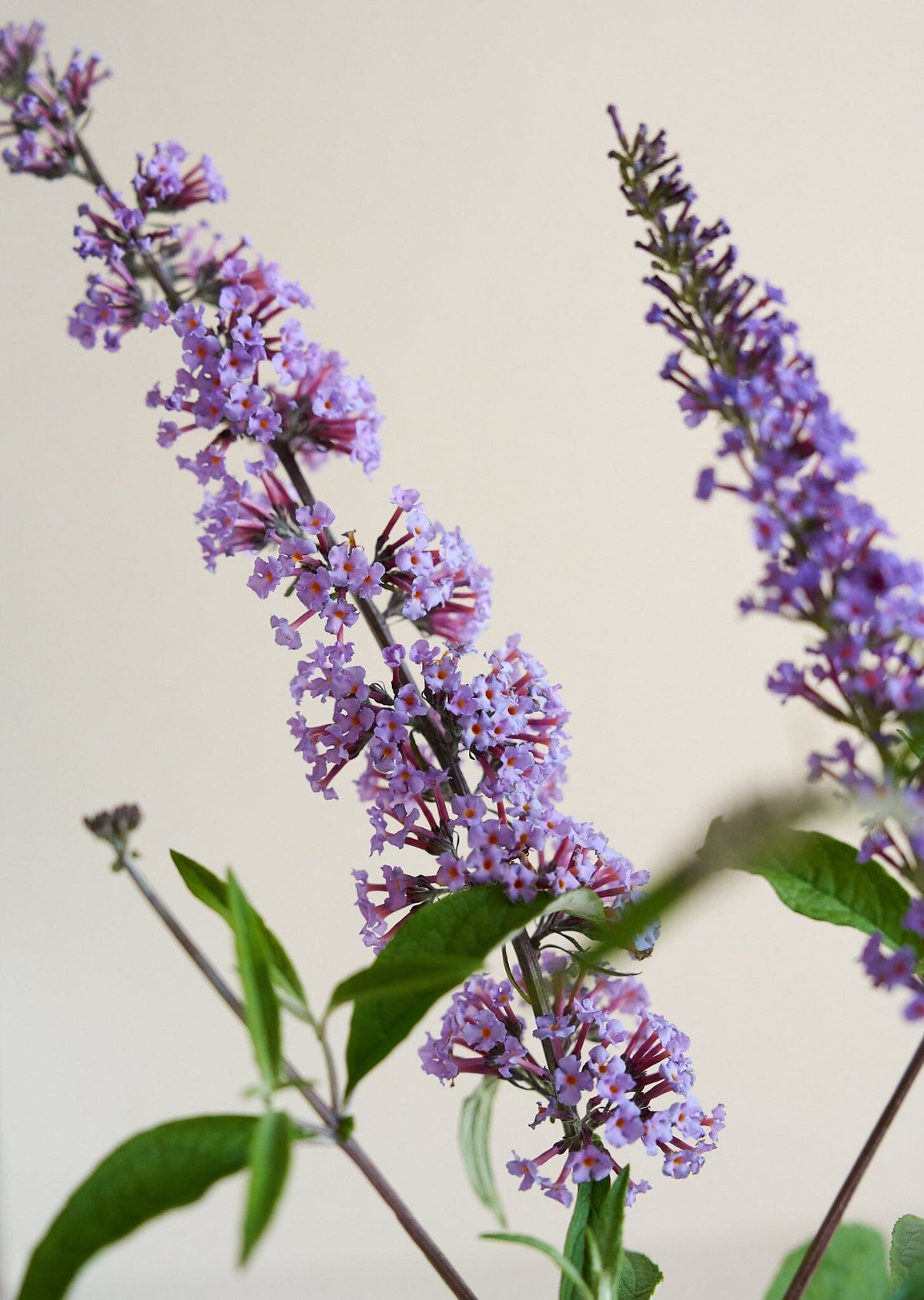Sommerfuglebusk 'Butterfly' Seed 