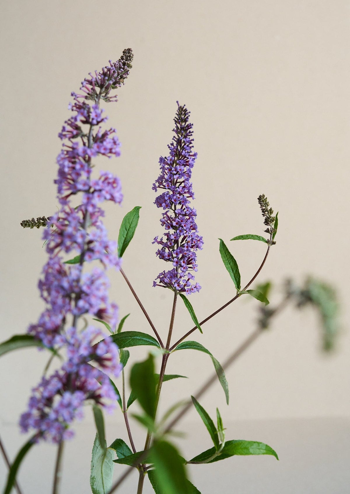 Sommerfuglebusk 'Butterfly' Seed 