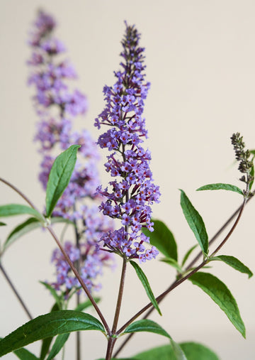 Sommerfuglebusk 'Butterfly' Seed 