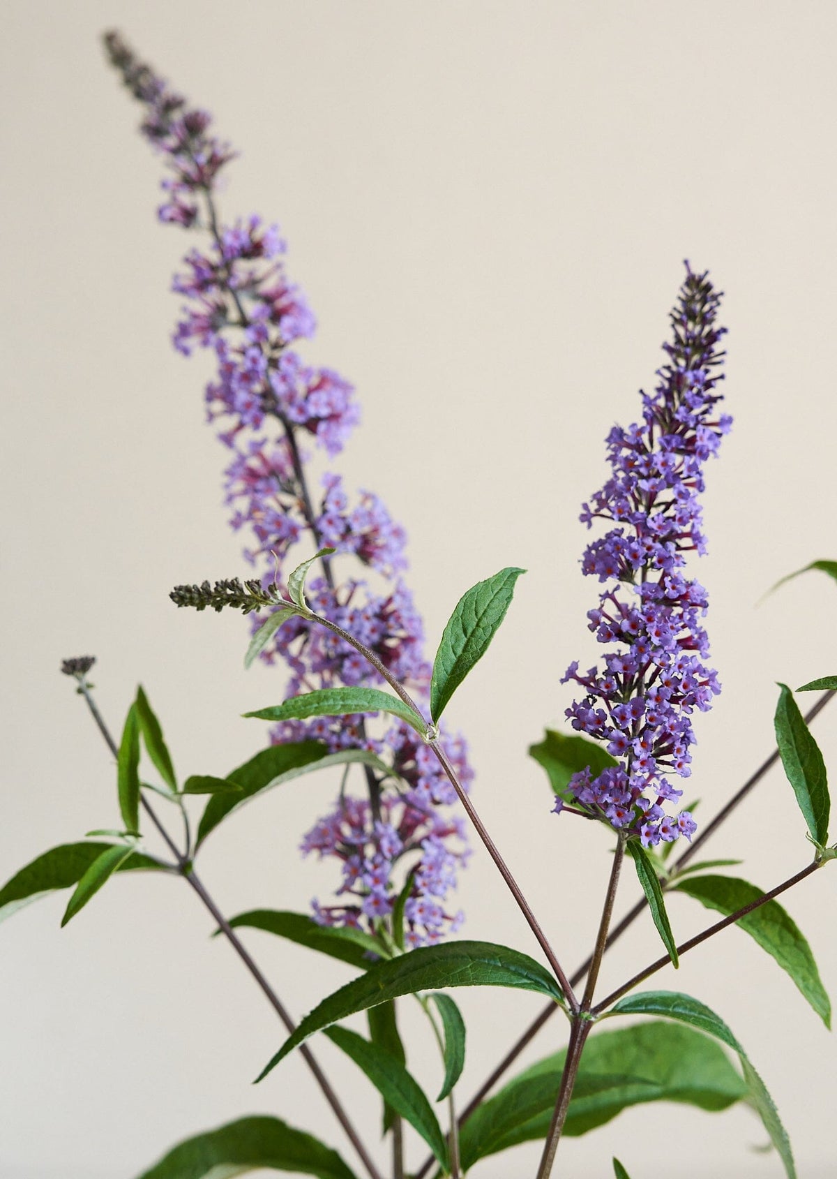 Sommerfuglebusk 'Butterfly' Seed 