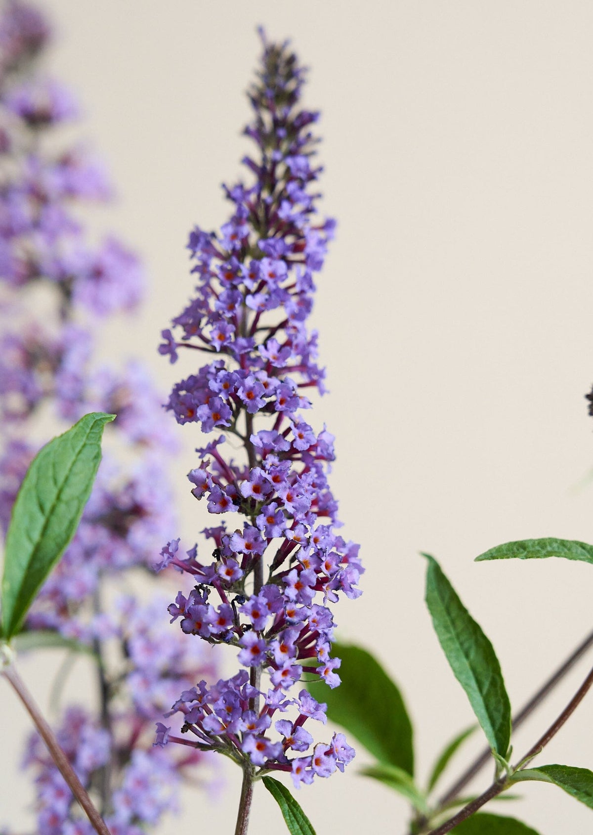 Sommerfuglebusk 'Butterfly' Seed 
