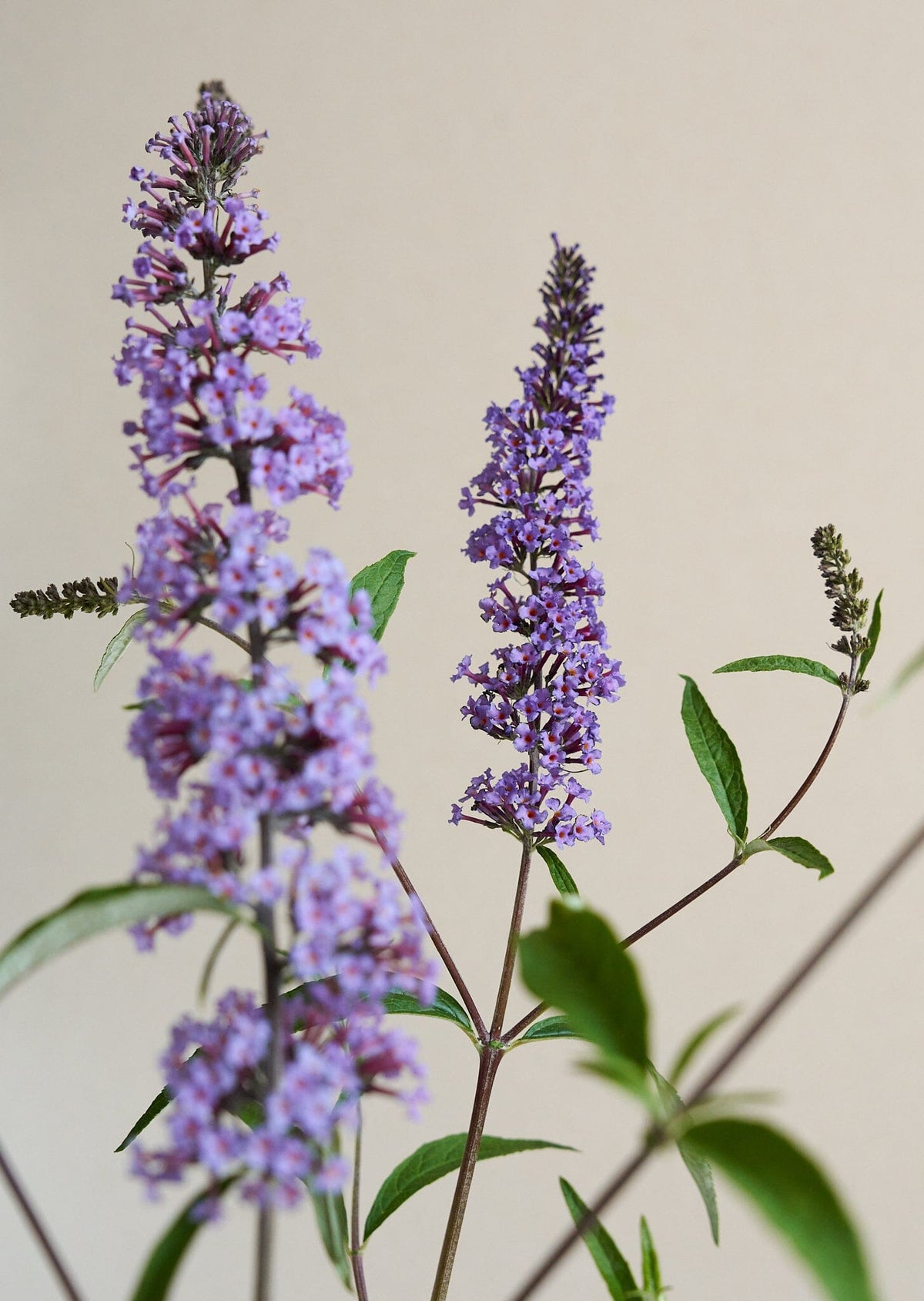 Sommerfuglebusk 'Butterfly' Seed 