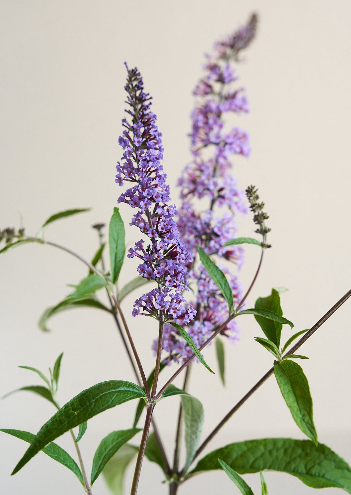 Sommerfuglebusk 'Butterfly' Seed 