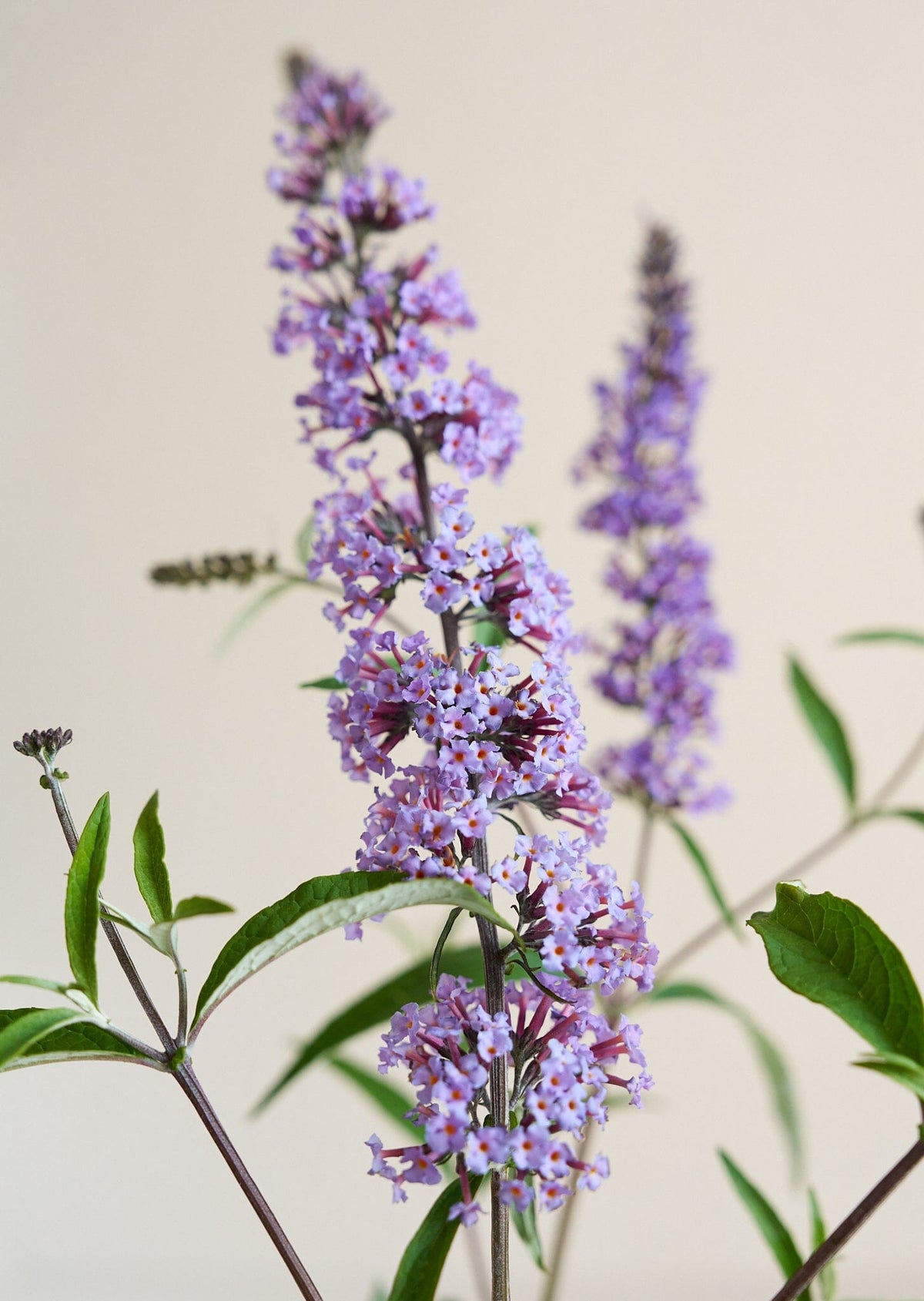 Sommerfuglebusk 'Butterfly' Seed 