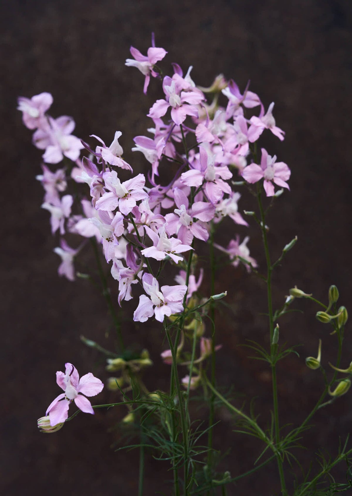 Sommerridderspore 'Fancy Belladonna' Seed 