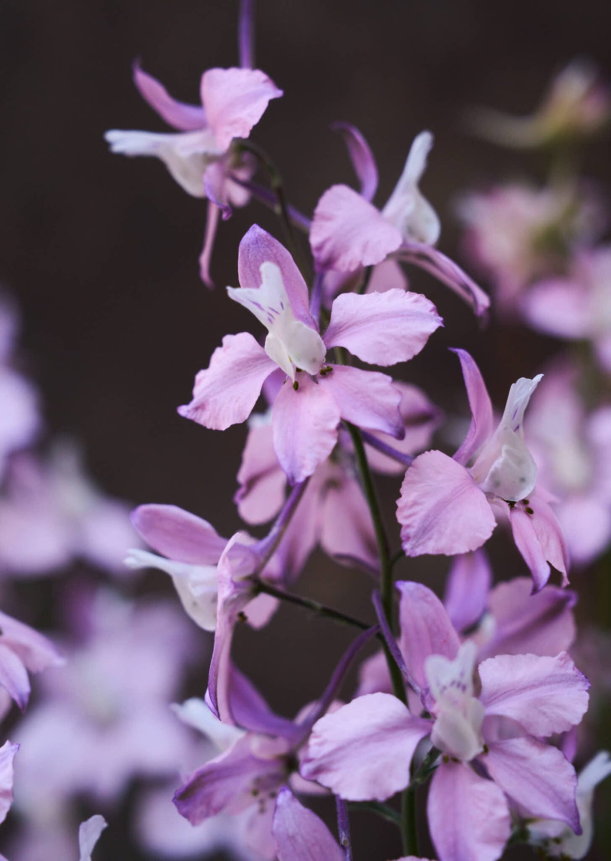 Sommerridderspore 'Fancy Belladonna' Seed 
