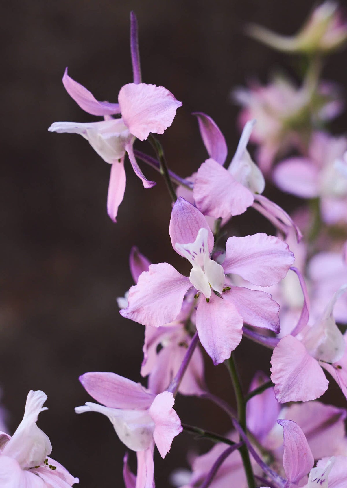 Sommerridderspore 'Fancy Belladonna' Seed 