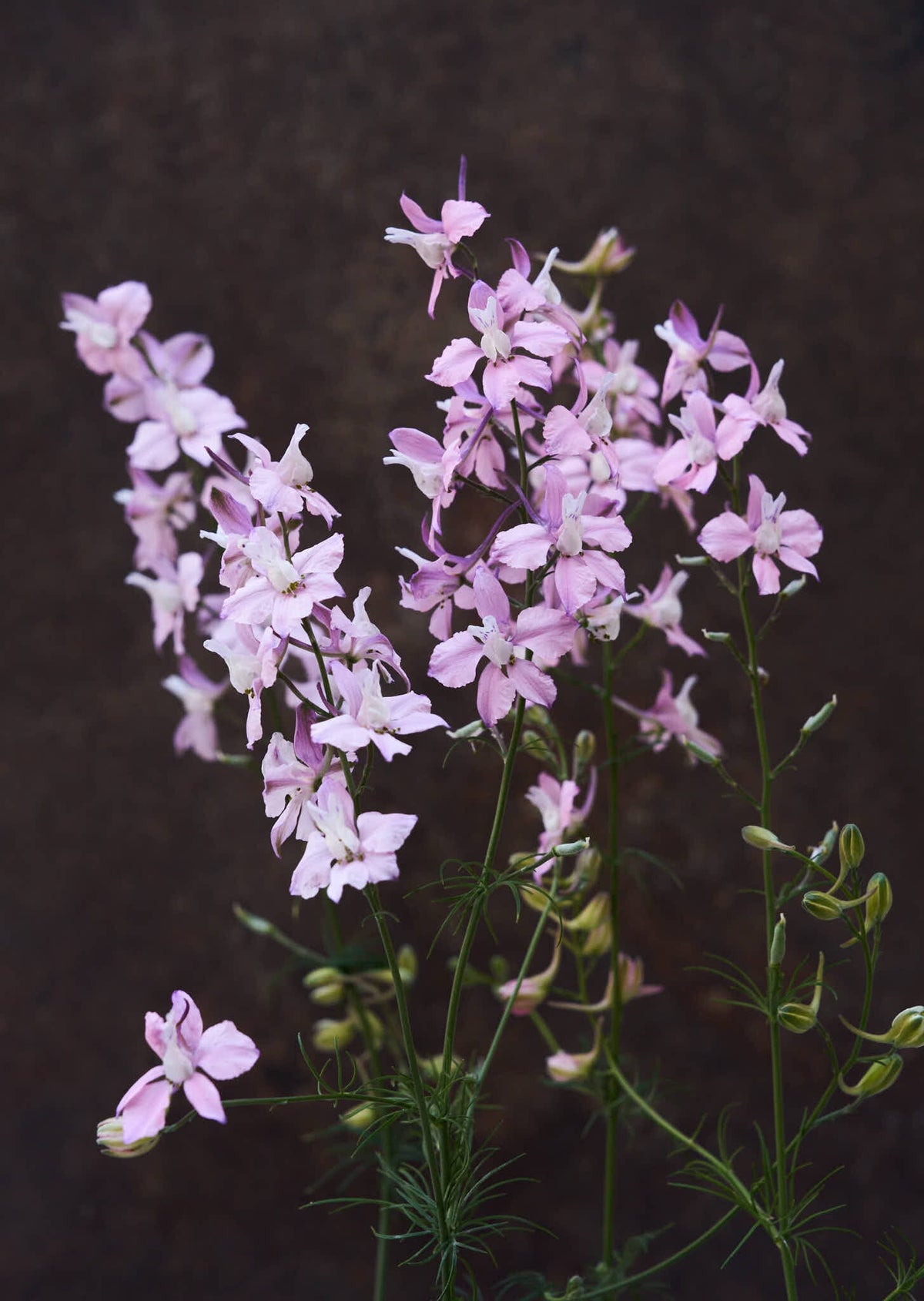 Sommerridderspore 'Fancy Belladonna' Seed 