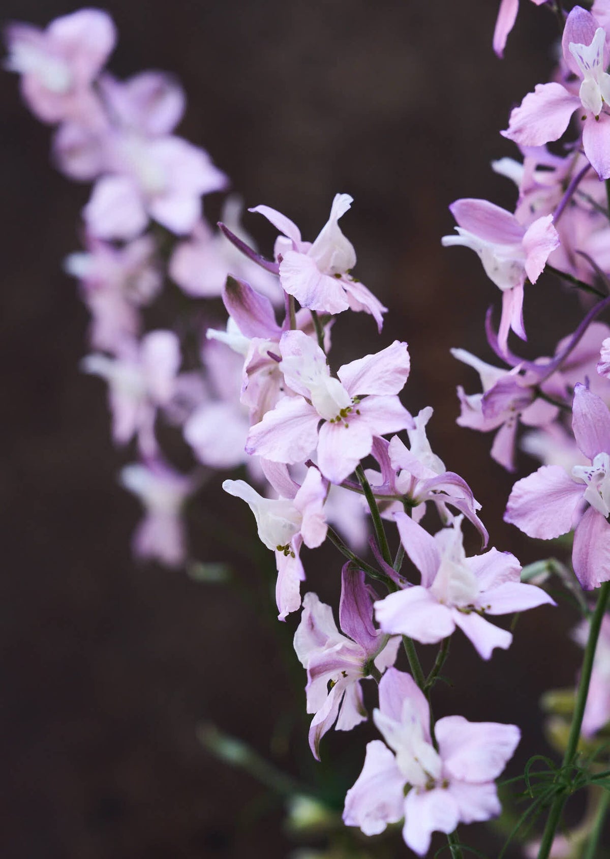 Sommerridderspore 'Fancy Belladonna' Seed 