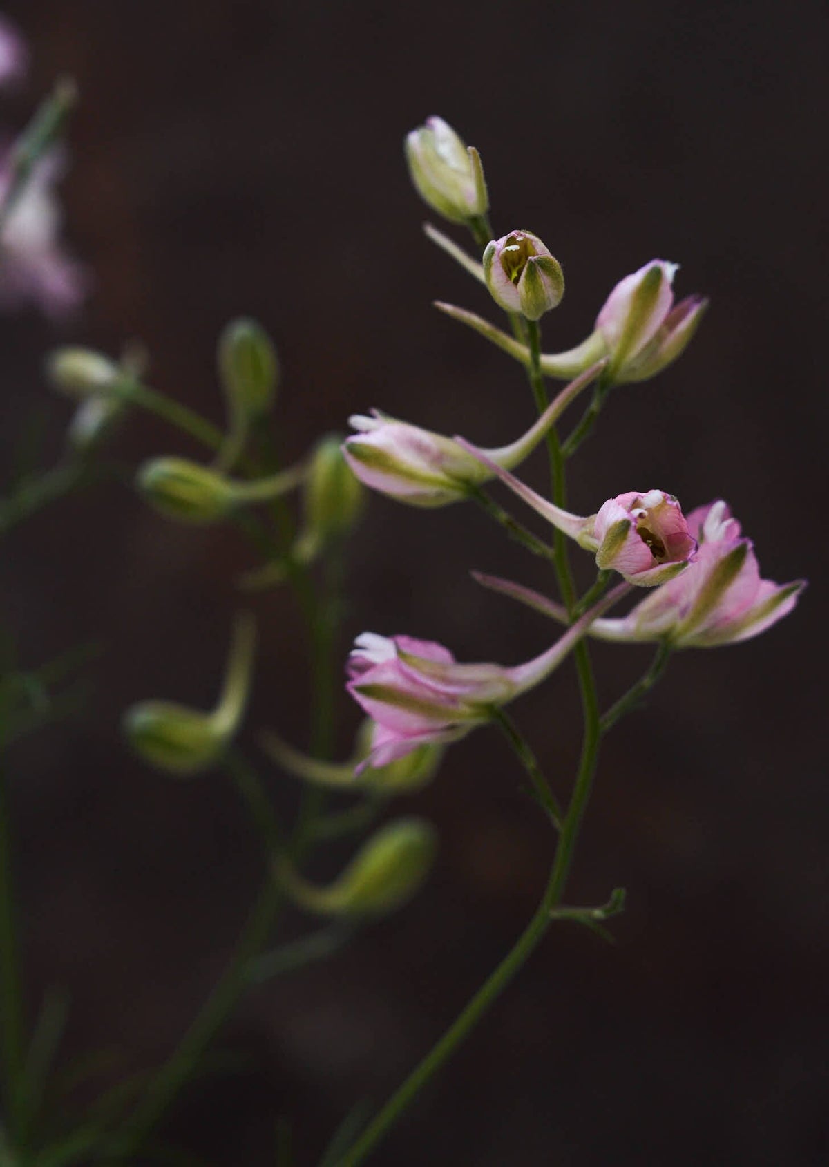 Sommerridderspore 'Fancy Belladonna' Seed 