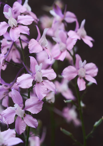 Sommerridderspore 'Fancy Belladonna' Seed 