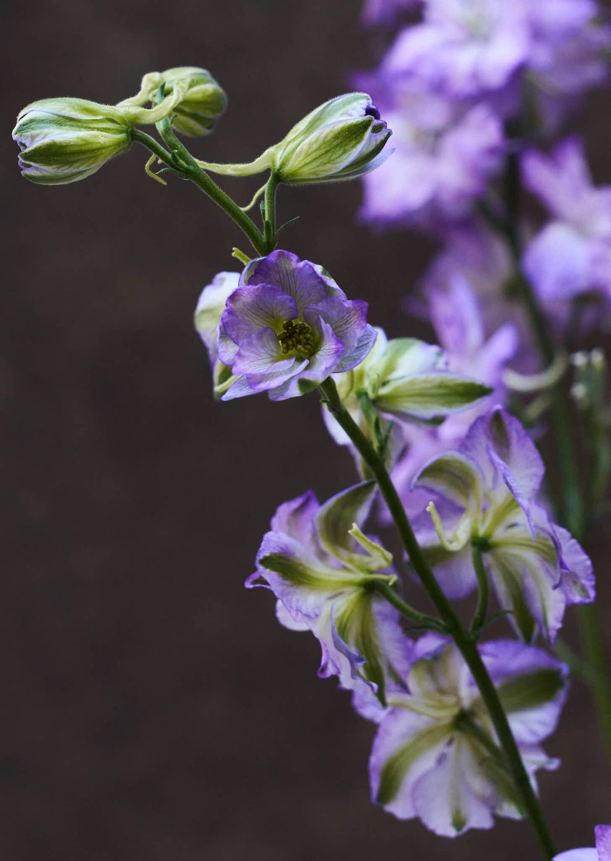 Sommerridderspore 'Fancy Purple Picotee' Seed 
