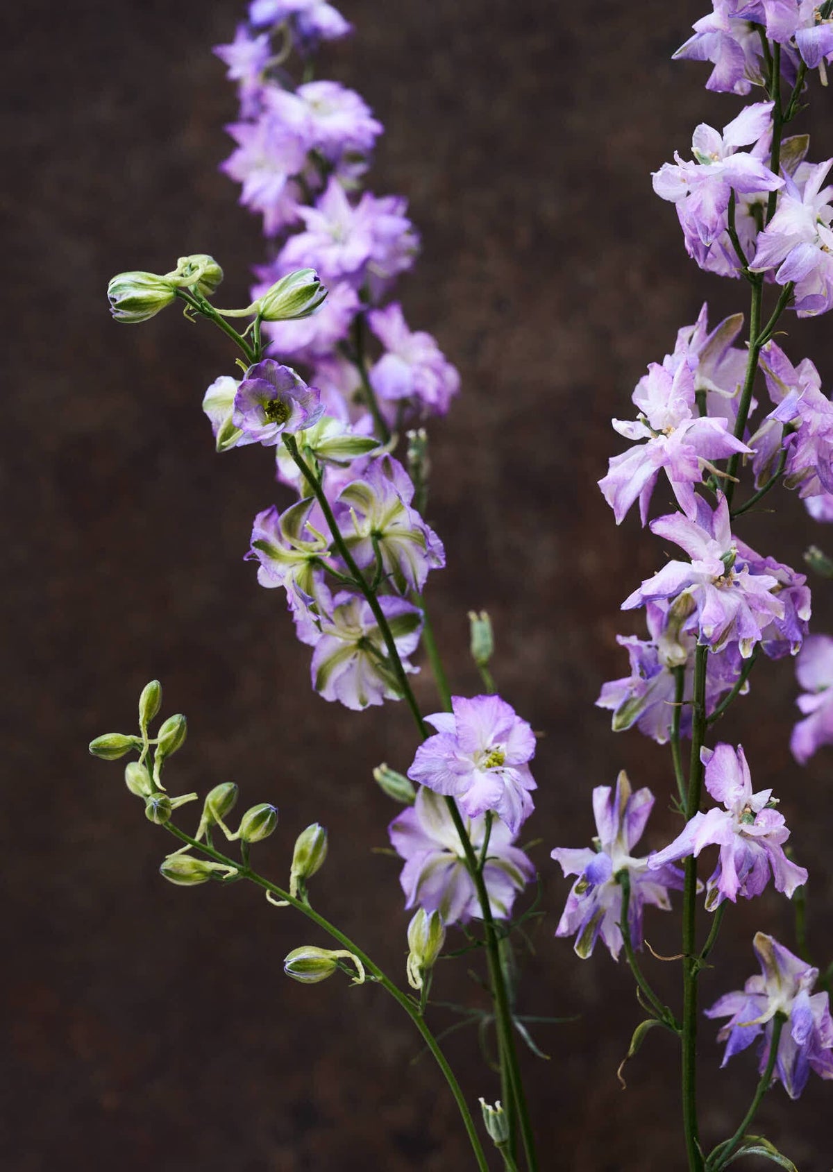 Sommerridderspore 'Fancy Purple Picotee' Seed 