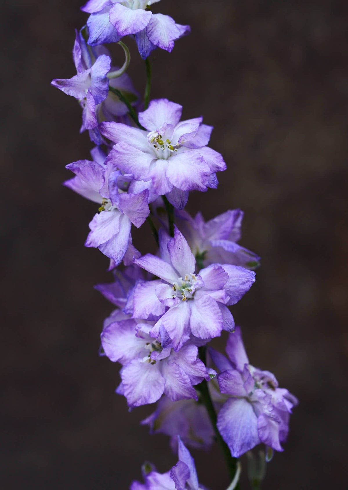 Sommerridderspore 'Fancy Purple Picotee' Seed 