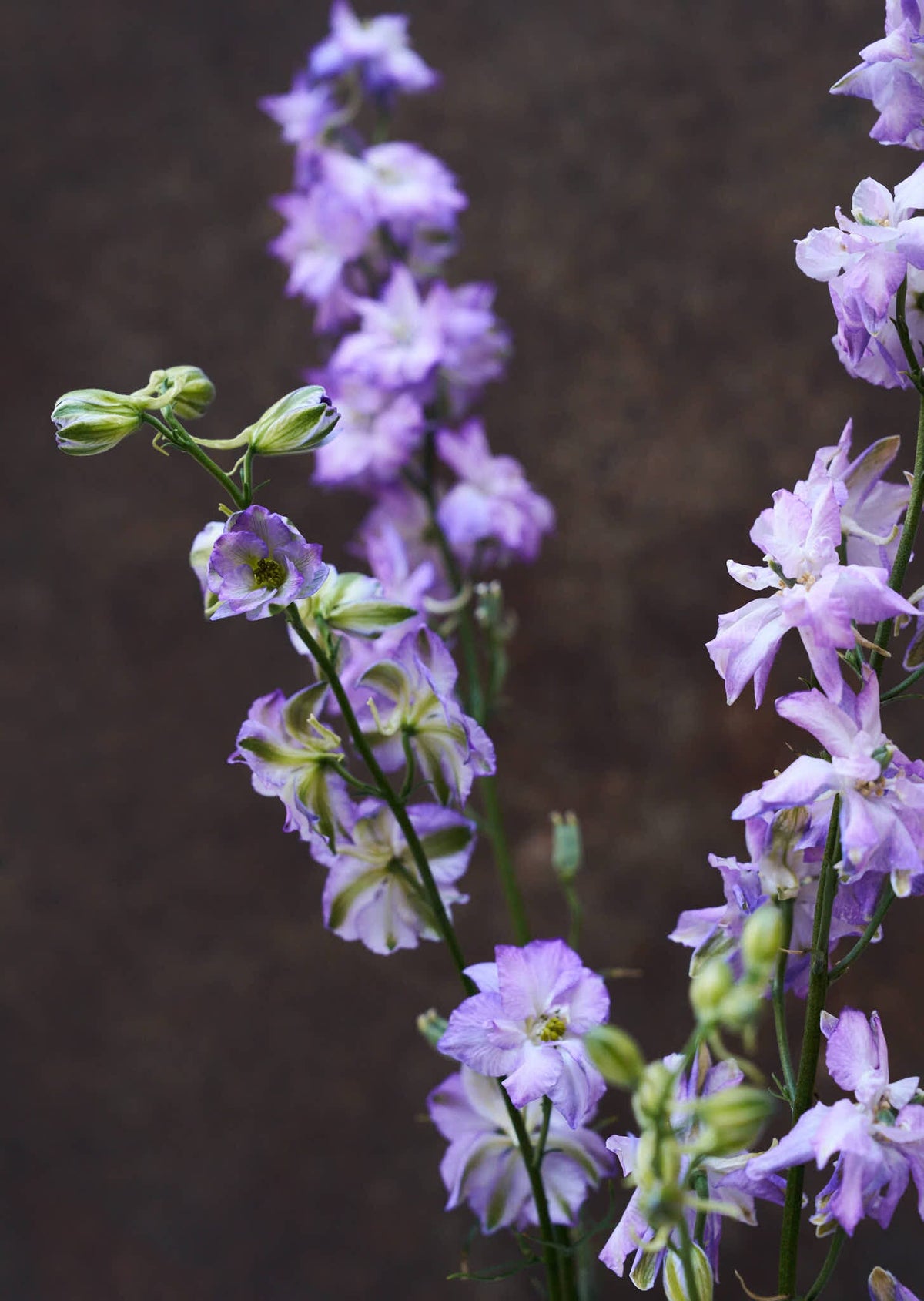 Sommerridderspore 'Fancy Purple Picotee' Seed 