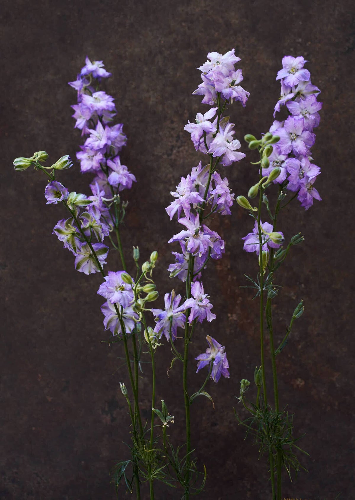 Sommerridderspore 'Fancy Purple Picotee' Seed 
