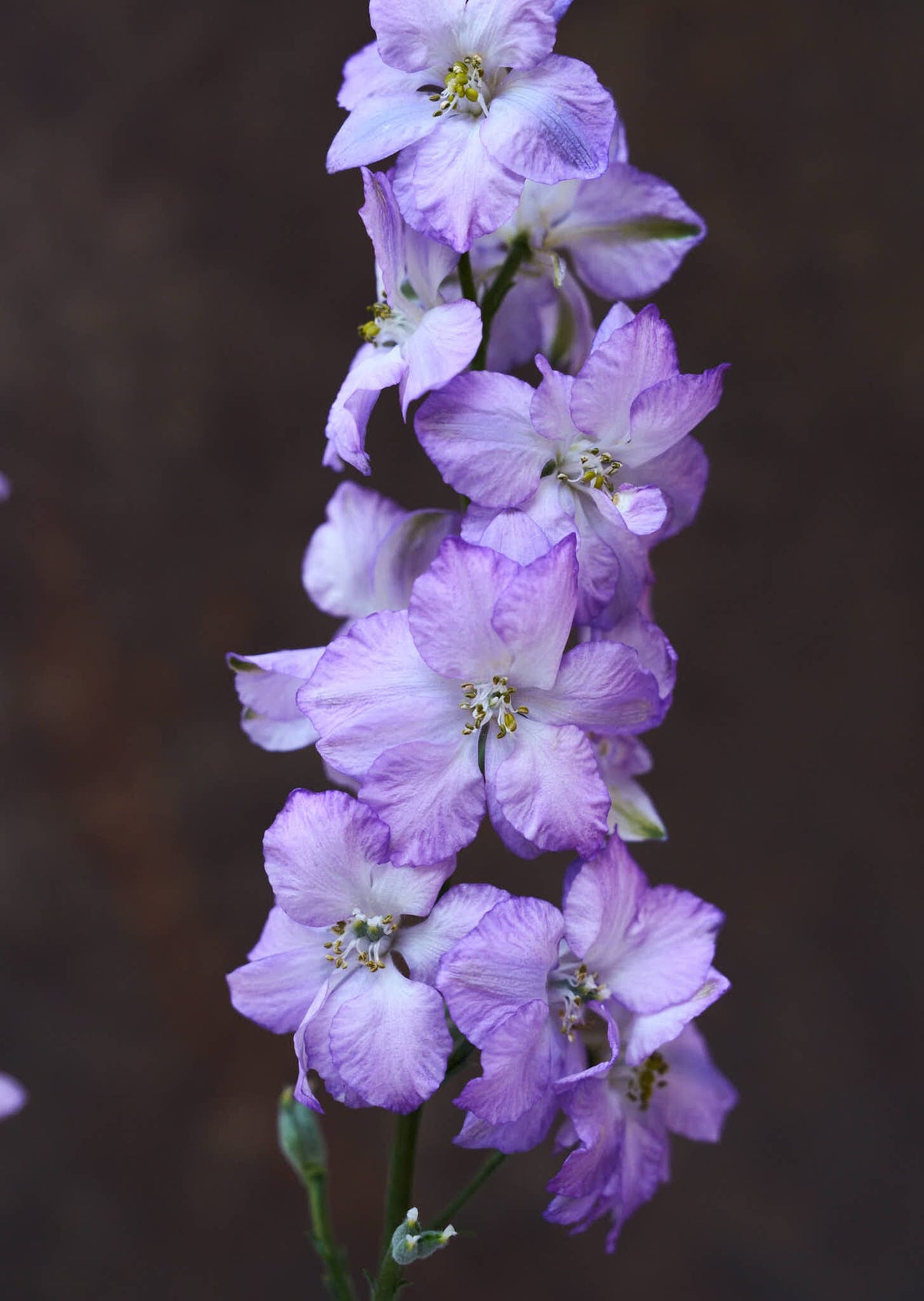 Sommerridderspore 'Fancy Purple Picotee' Seed 