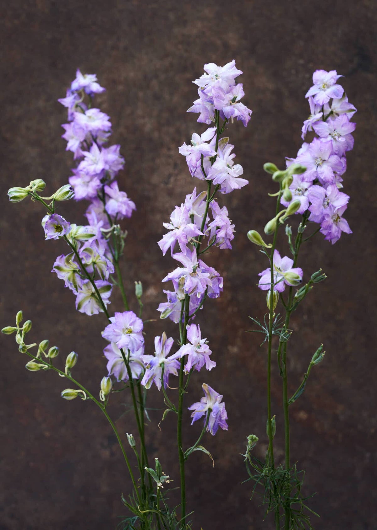 Sommerridderspore 'Fancy Purple Picotee' Seed 