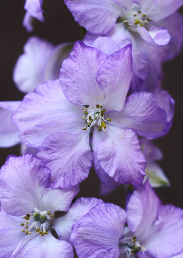 Sommerridderspore 'Fancy Purple Picotee' Seed 
