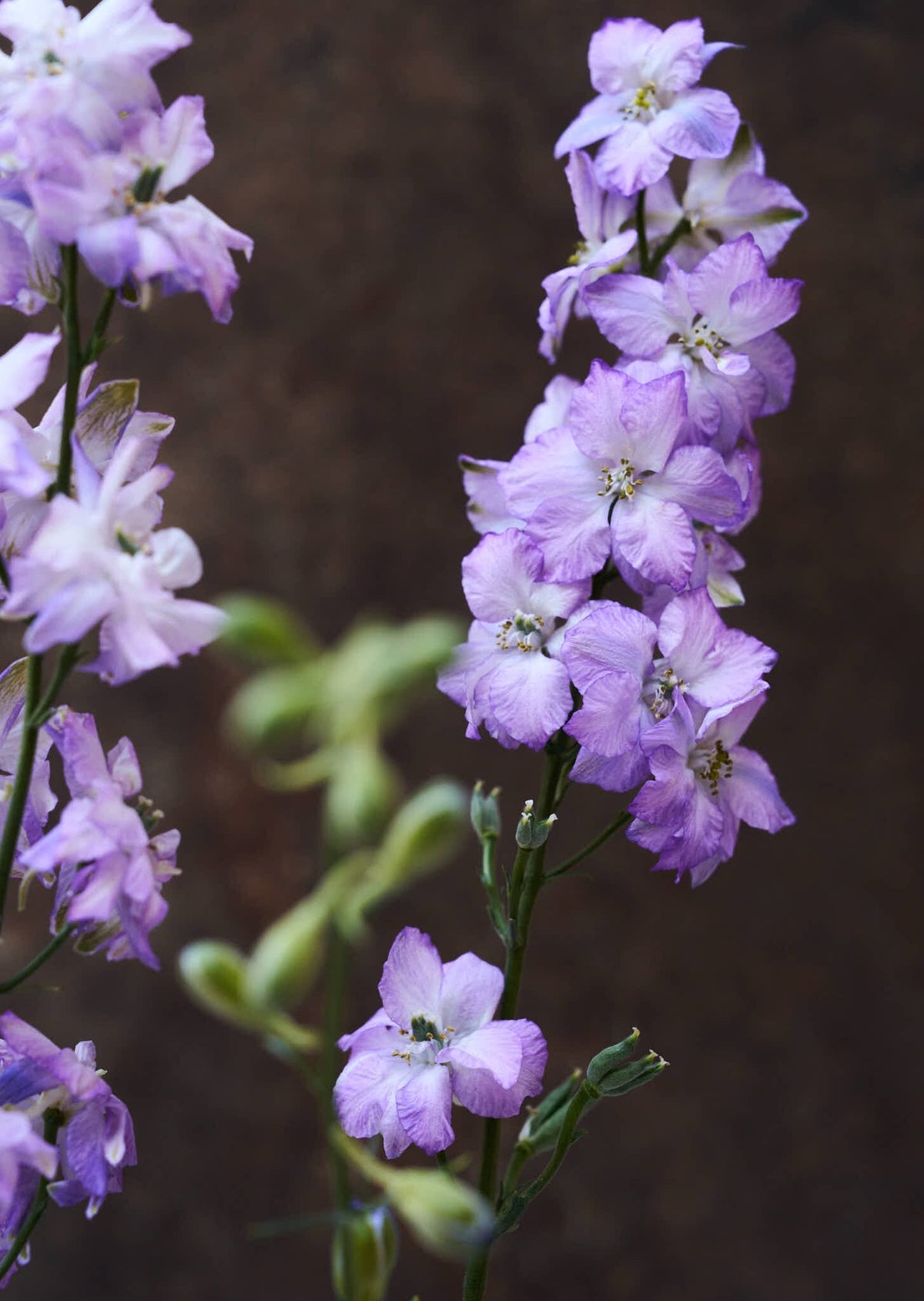 Sommerridderspore 'Fancy Purple Picotee' Seed 