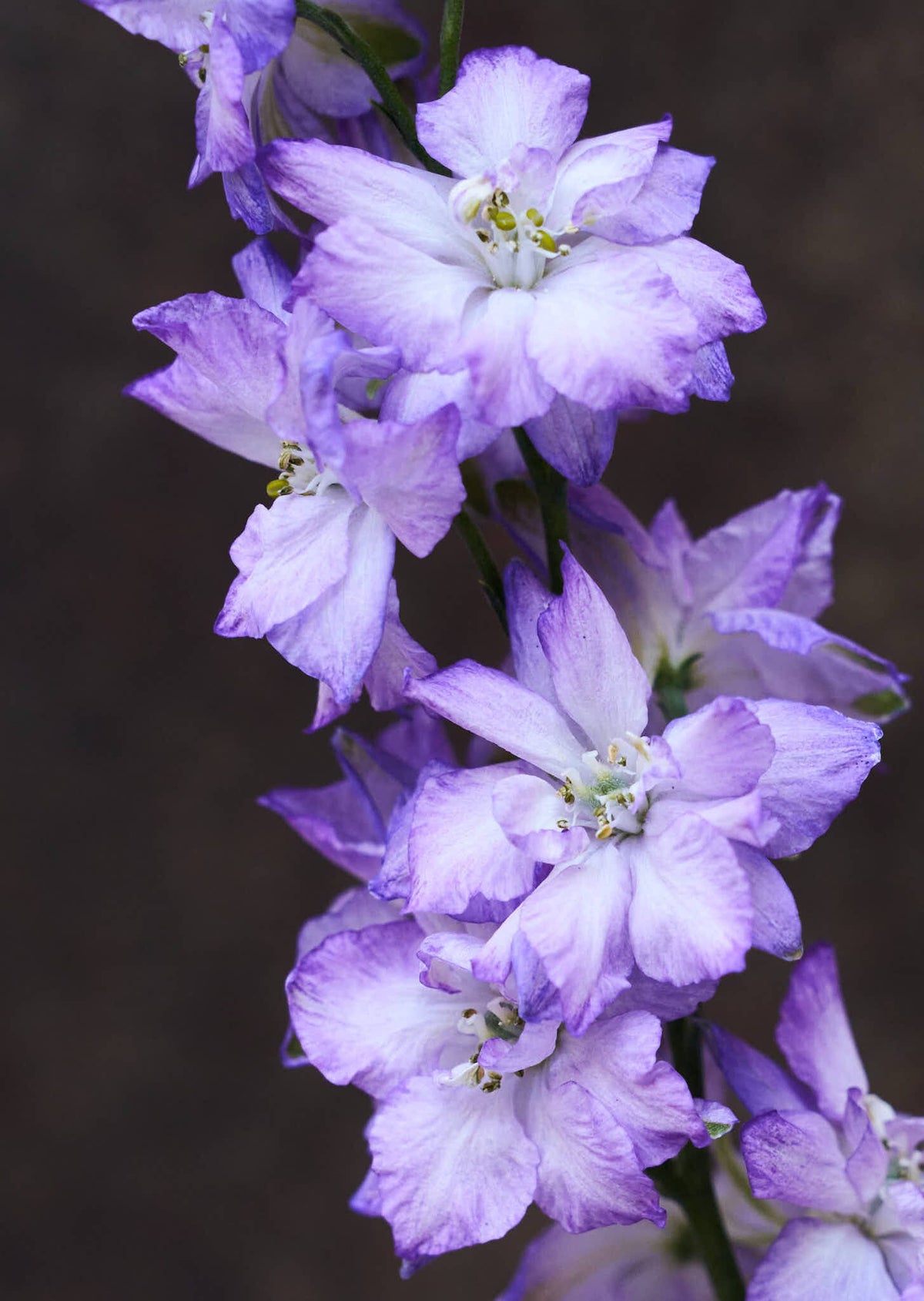 Sommerridderspore 'Fancy Purple Picotee' Seed 