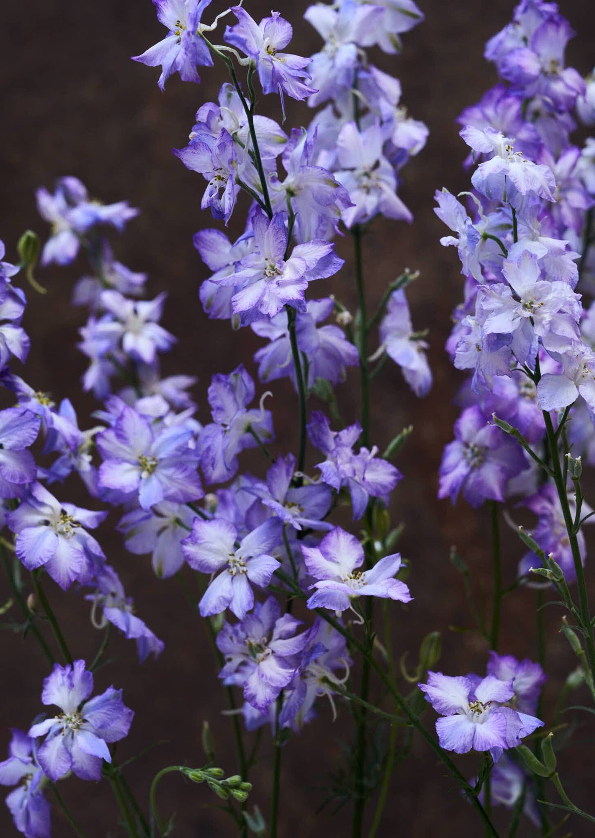 Sommerridderspore 'Frosted Skies' Seed 