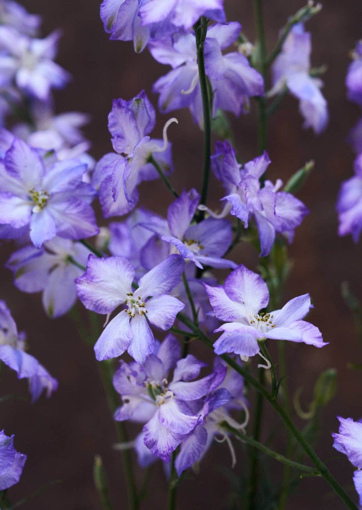 Sommerridderspore 'Frosted Skies' Seed 