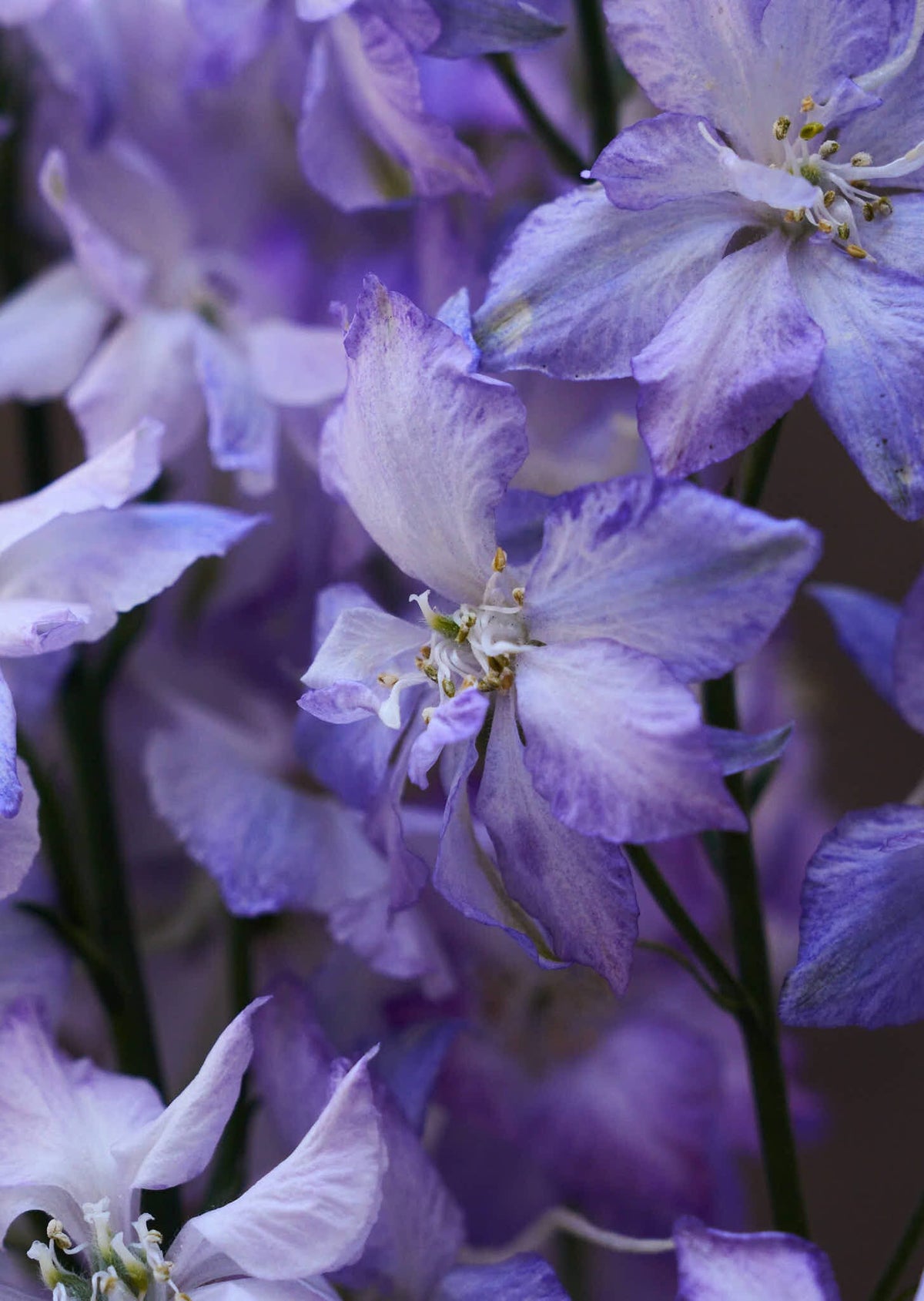 Sommerridderspore 'Frosted Skies' Seed 