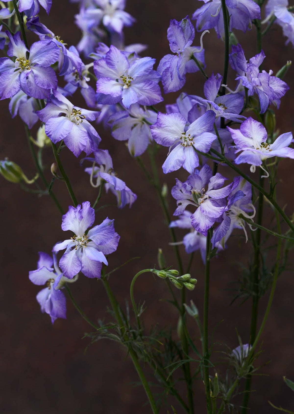 Sommerridderspore 'Frosted Skies' Seed 