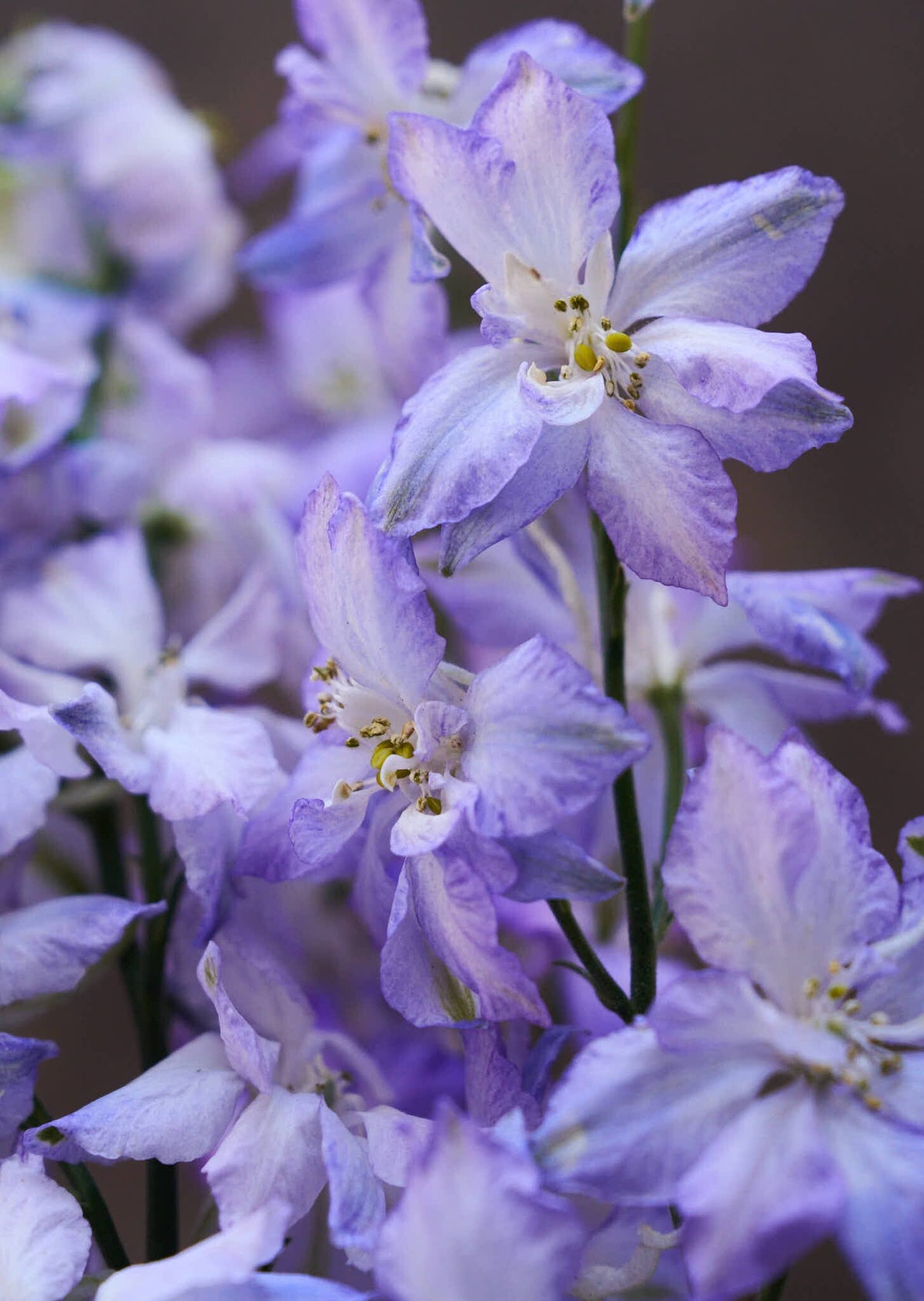 Sommerridderspore 'Frosted Skies' Seed 
