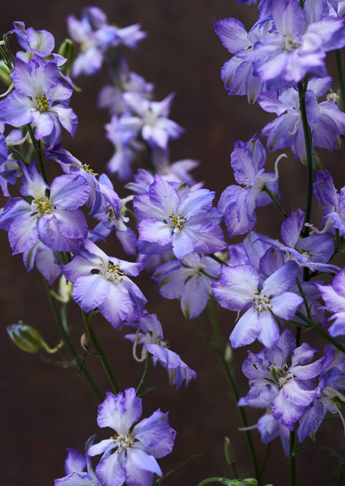 Sommerridderspore 'Frosted Skies' Seed 