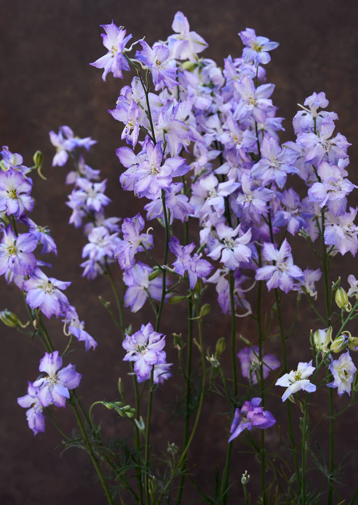Sommerridderspore 'Frosted Skies' Seed 